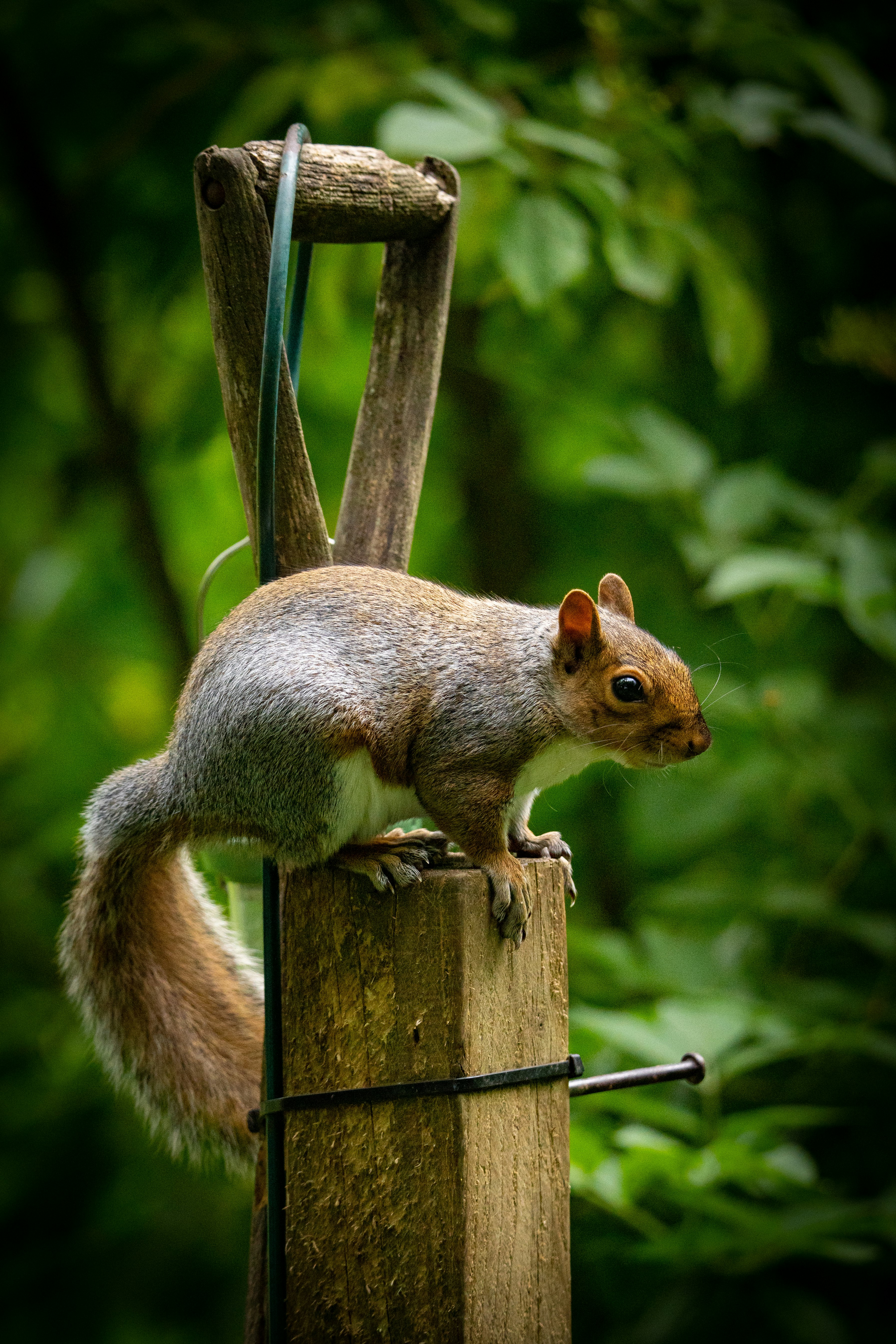brown squirrel on brown wooden post during daytime